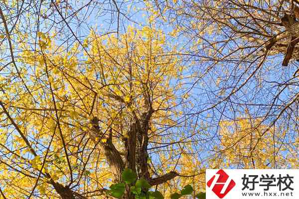 衡陽市瀟湘衛(wèi)生中等專業(yè)學(xué)校的專業(yè)就業(yè)方向如何？