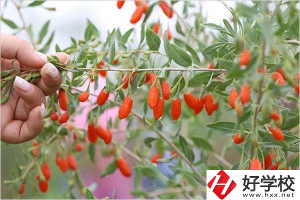 在湘西學(xué)中草藥栽培怎么樣？開設(shè)此專業(yè)的學(xué)校有哪些？