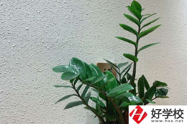 安鄉(xiāng)縣職業(yè)中專學校有哪些專業(yè)?如何收費？