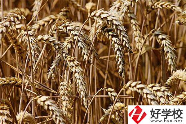 岳陽最好的中專是哪一所？學(xué)校推薦學(xué)習(xí)哪些專業(yè)？