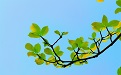 英語(yǔ)復(fù)習(xí)技巧