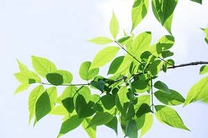 沒有復習計劃