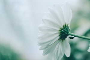 全日制專升本的高等數(shù)學(xué)怎么復(fù)習(xí)？