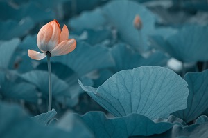 很多考生在結(jié)束了高考之后，由于成績不理想，未能如愿進入理想的大學